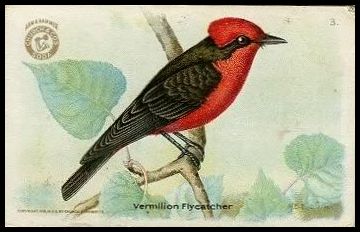 3 Vermillion Flycatcher